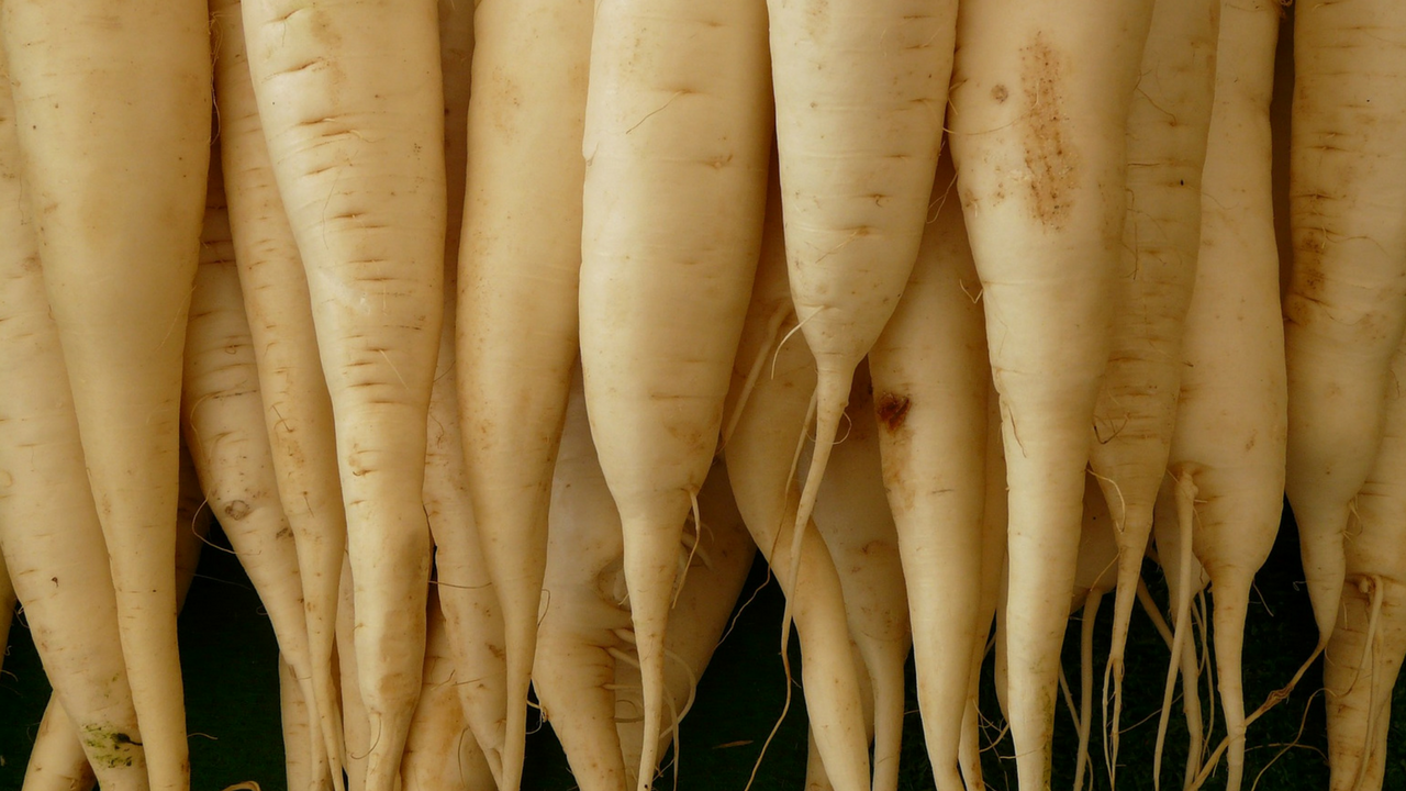 Fermented Daikon Radishes