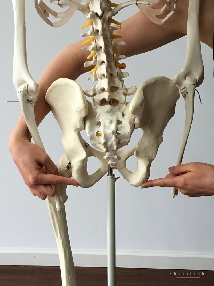 The ASIS &mdash; the two bony points at the front of the pelvis &mdash; and the landmarks below.