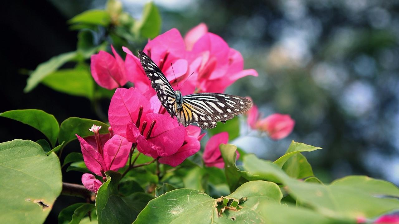 Spring's Ahead... Spring Forward!